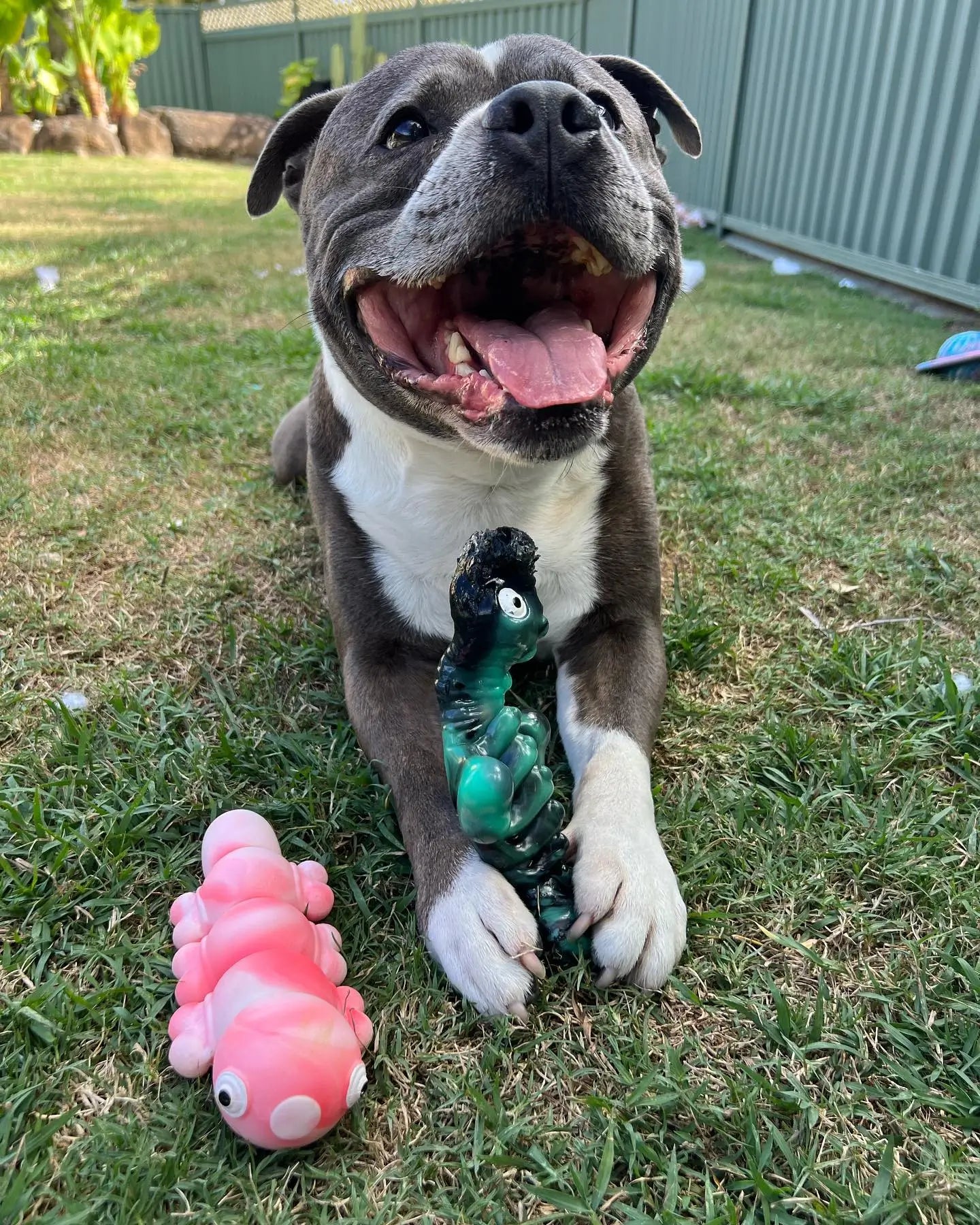 Staffy Balboa