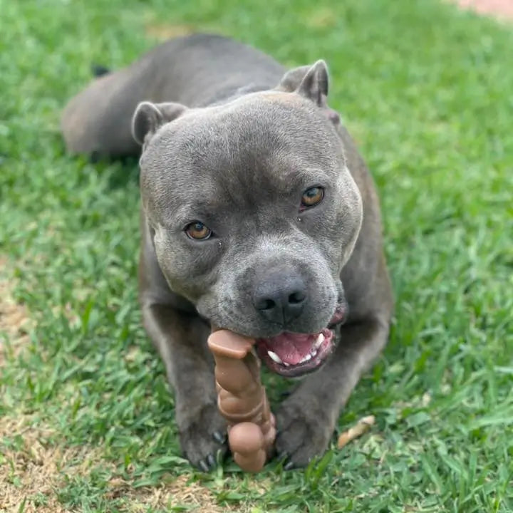 Staffy Balboa