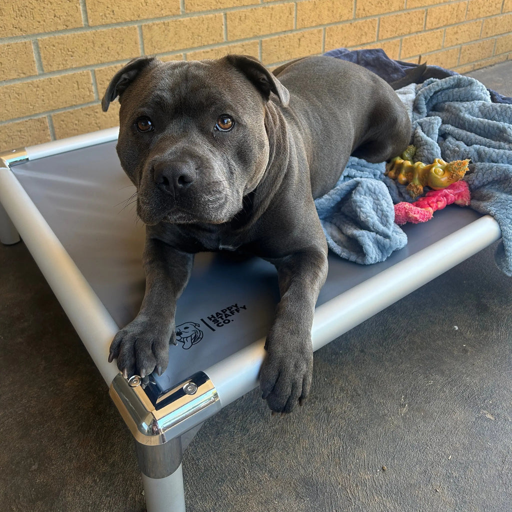 Chew-Proof Outdoor Dog Bed