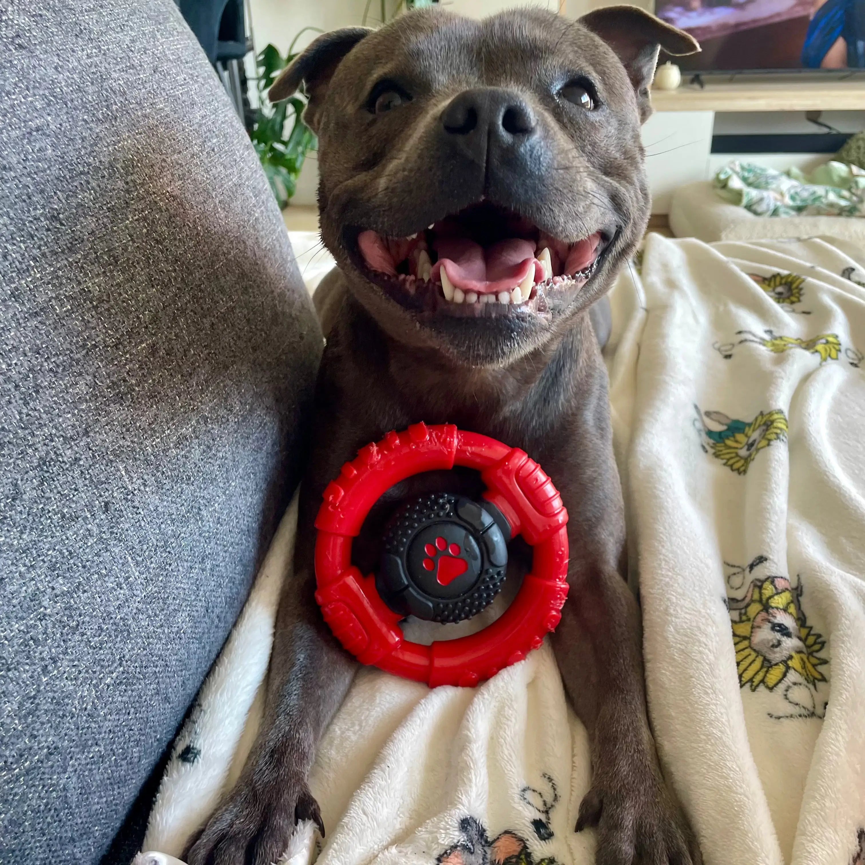 Power Chew Wheel