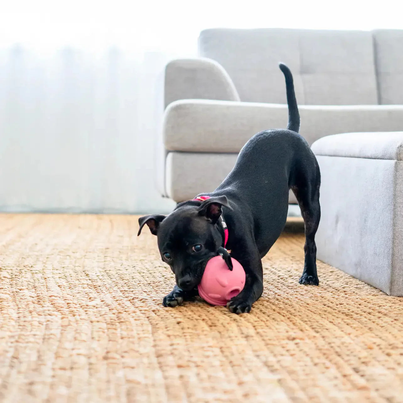 Poppy Pig Treat Dispenser