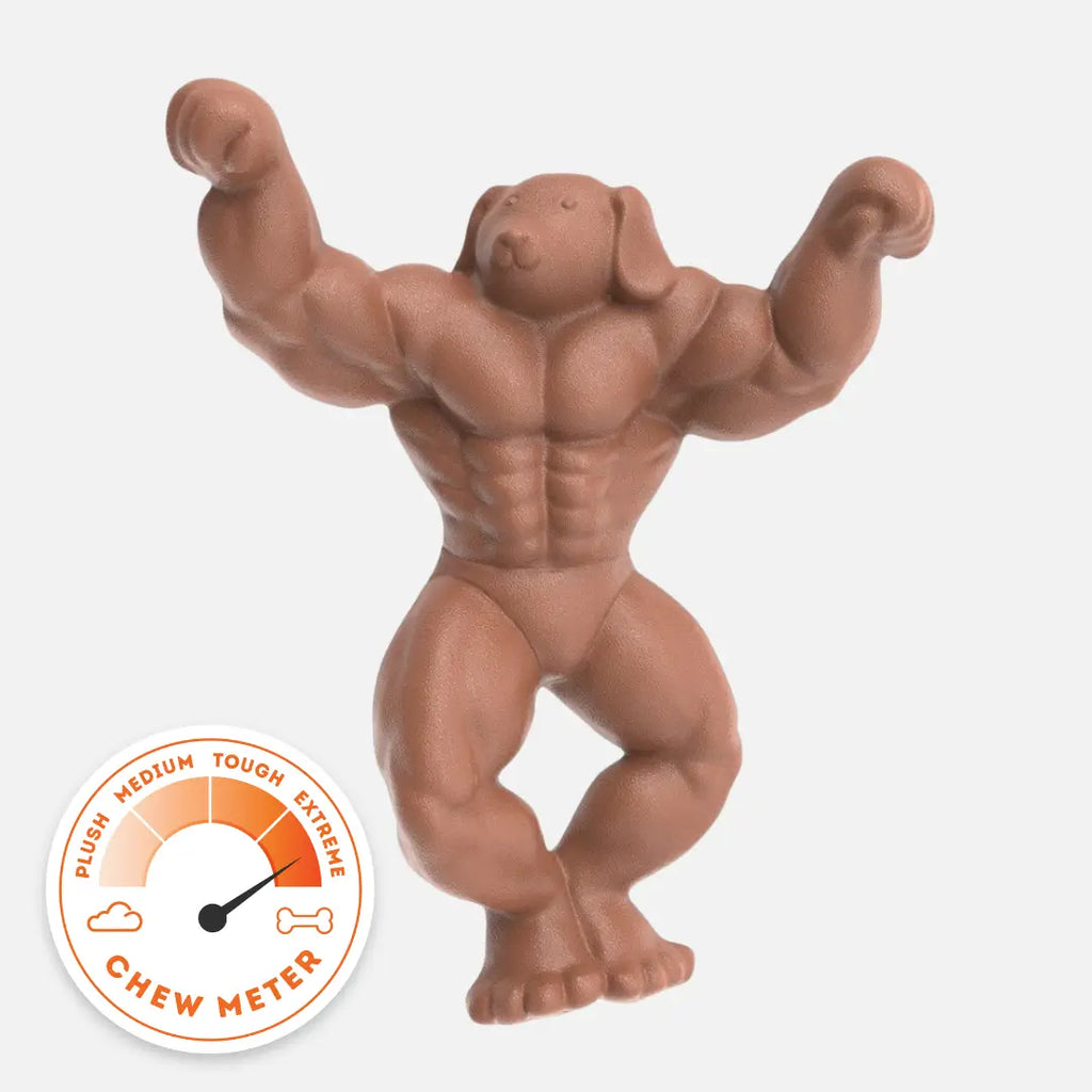 Staffy Schwarzenegger